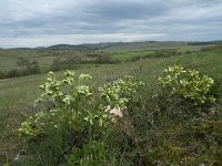 F, Lozere, Hures-la-Parade, Nivoliers 4, Saxifraga-Willem van Kruijsbergen